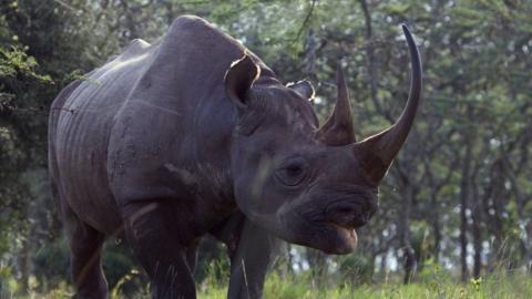 Black rhinocerus