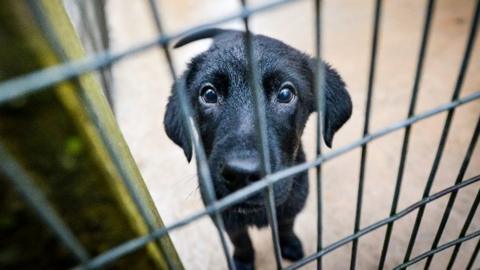 Tara, a puppy cared for by the RSPCA