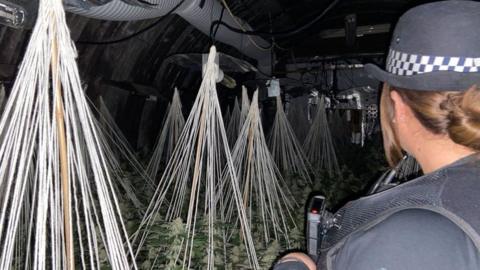 A police officer inside the cannabis farm