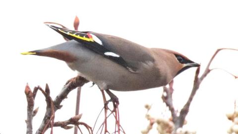 Waxwing