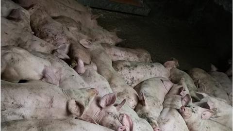 Pigs crammed together