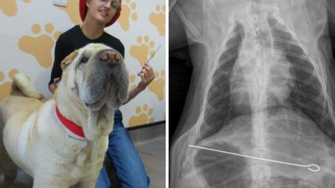 Dog and X-ray image