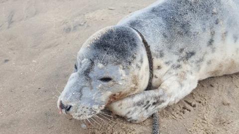 The seal at Pensarn Beach