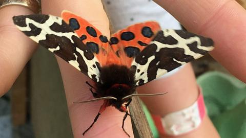 Garden tiger moth