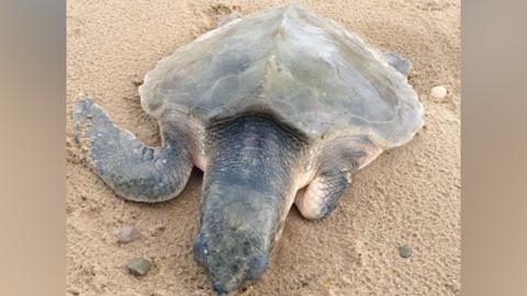 Turtle on Talacre beach