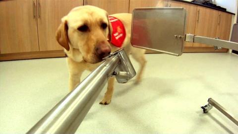 Detector dog demonstration