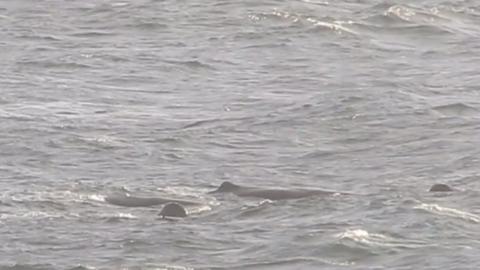 Some of the 12 sperm whales seen sleeping off the Isle of Lewis