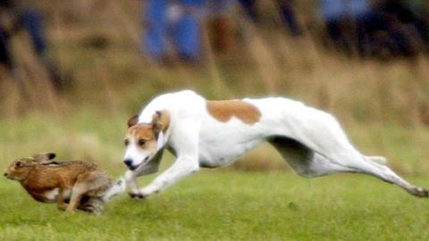 Greyhound chasing hare