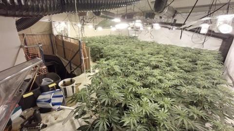 Cannabis plants in warehouse