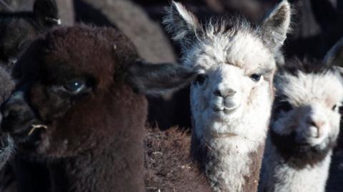 Alpacas