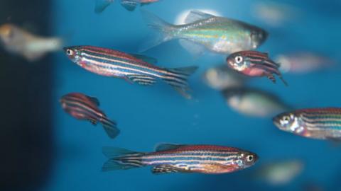 Zebrafish