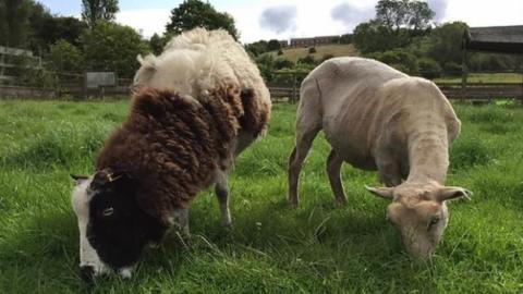 Brockswood Animal Sanctuary