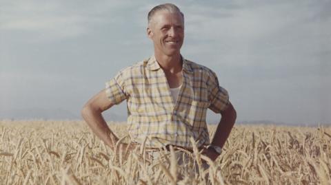 Dr Norman Borlaug standing in a wheat field