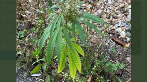 Cannabis plant growing at side of road