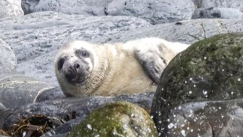 A seal on the coast of Ceredigion