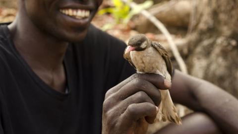 man holding honeyguide bird