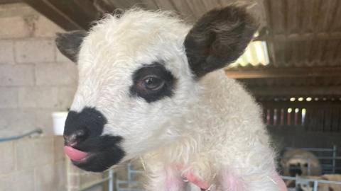 Rare-breed lamb born at Farmer Palmer's