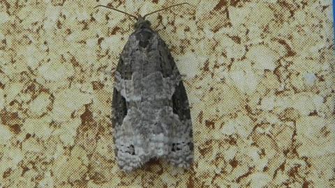 The Apotomis infida which was trapped at the Ettrick Marshes