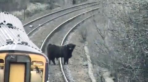 Cow on tracks