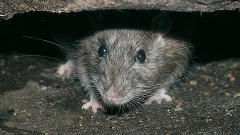 Rat (Rattus norvegicus) hiding under broken pot