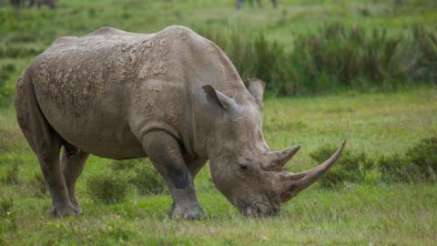 A Black rhino in Kenya, Nakuru district of the Rift Valley Province