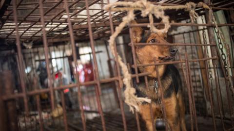 A dog seen in a cage in China before it is killed for its meat