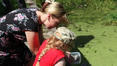 Azolla weevils being released into Afon Lwyd