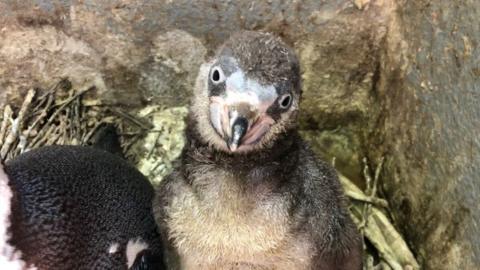 Penguin chick at Curraghs Wildlife Park on Isle of Man