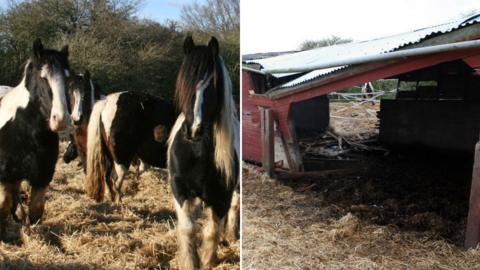 Ponies and collapsed shelter