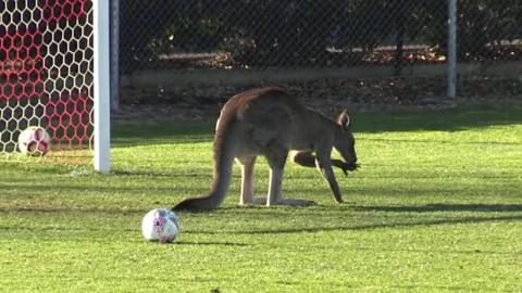 Still of kangaroo on pitch