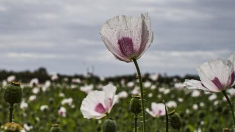 White poppies in a field