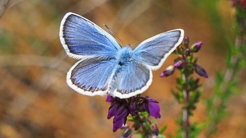 A silver-studded blue butterfly