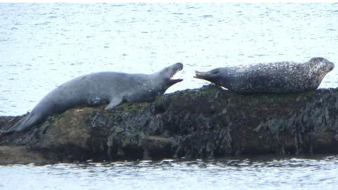 Grey seal (L) and harbour seal (R)
