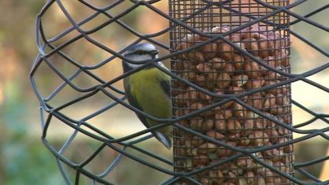 Blue tit