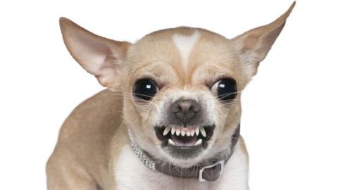 Angry Chihuahua