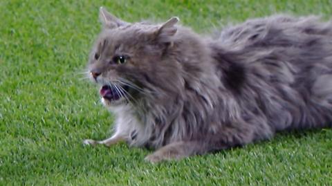 Cat on field