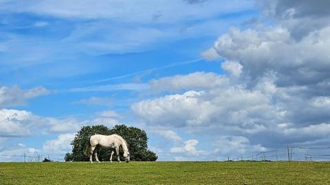 A white horse eats grass in front of a tree and a partially cloudy blue sky