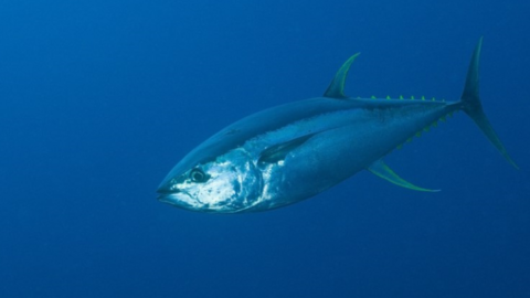 Yellowfin Tuna swimming