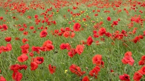 A field of poppies