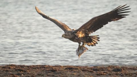 White-tailed Eagle