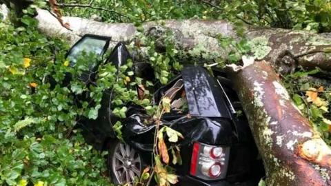 car under a tree