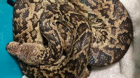 Python recued by Thames valley Police