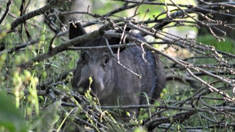 A wild boar in undergrowth