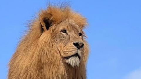 Lenny the African lion stands proudly