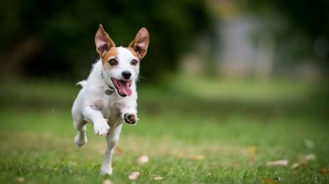 A Jack Russell in a park