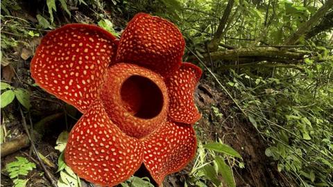 Rafflesia plant