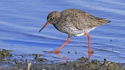 A redshank wading in shallow water looking for food