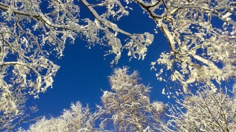 The camera points up between white tree canopies into bright blue sky