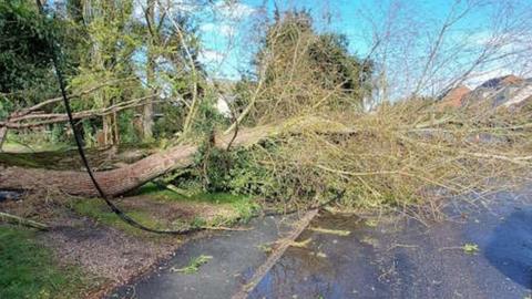 A fallen oak tree going into the road.