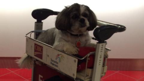 Brenda Lee Lovell's dog in an airport trolley